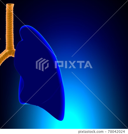 Lungs Human Respiratory System Anatomy For Medical Concept 3D Lungs Human Respiratory System Anatomy For Medical Concept 3D 78042024