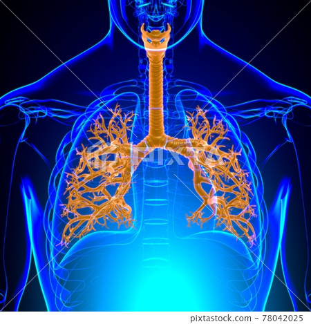 Lungs Human Respiratory System Anatomy For Medical Concept 3D Lungs Human Respiratory System Anatomy For Medical Concept 3D 78042025
