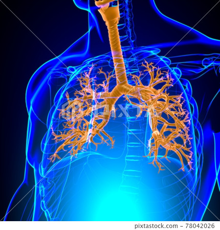 Lungs Human Respiratory System Anatomy For Medical Concept 3D Lungs Human Respiratory System Anatomy For Medical Concept 3D 78042026