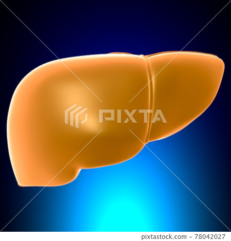Liver 3D Illustration Human Digestive System Anatomy Liver 3D Illustration Human Digestive System Anatomy 78042027
