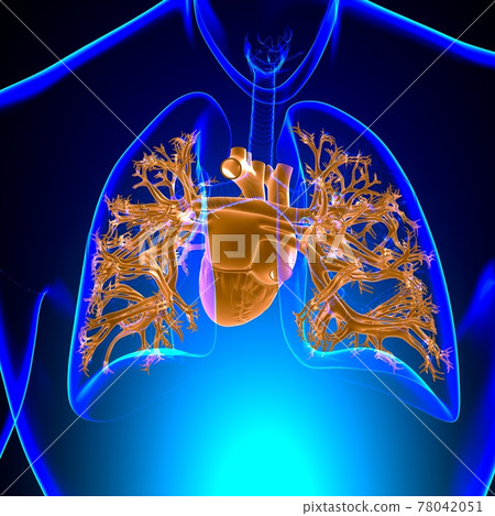 Human Heart Anatomy For Medical Concept 3D Human Heart Anatomy For Medical Concept 3D 78042051