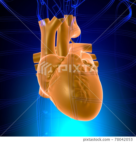 Lungs Human Respiratory System Anatomy For Medical Concept 3D Lungs Human Respiratory System Anatomy For Medical Concept 3D 78042053
