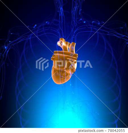 Lungs Human Respiratory System Anatomy For Medical Concept 3D Lungs Human Respiratory System Anatomy For Medical Concept 3D 78042055