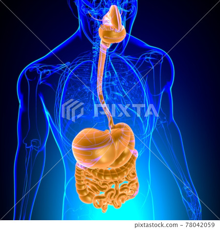 Human Digestive System Anatomy For Medical Concept 3D Human Digestive System Anatomy For Medical Concept 3D 78042059
