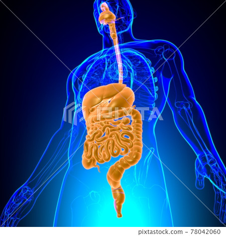 Human Digestive System Anatomy For Medical Concept 3D Human Digestive System Anatomy For Medical Concept 3D 78042060
