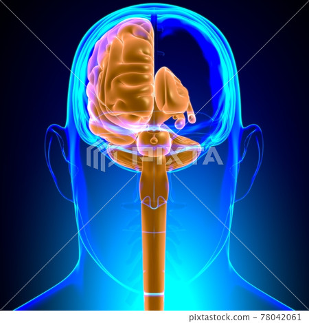 Human Brain inner parts Anatomy For Medical Concept 3D Human Brain inner parts Anatomy For Medical Concept 3D 78042061