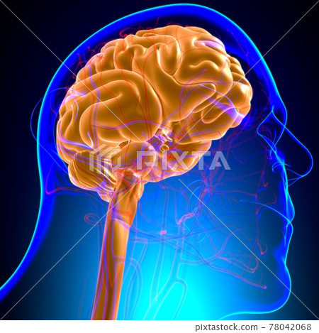 Human Brain Anatomy For Medical Concept 3D 78042068