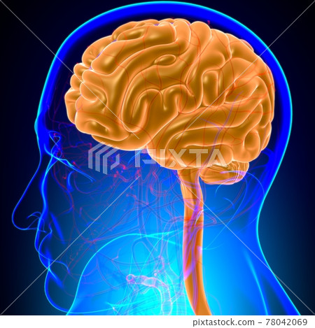 Human Brain Anatomy For Medical Concept 3D Human Brain Anatomy For Medical Concept 3D 78042069