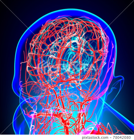 Human Arteries And Veins For Medical Concept 3D Human Arteries And Veins For Medical Concept 3D 78042080
