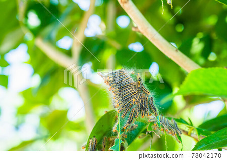 Tea tussock moth sticking to the leaves Tea tussock moth sticking to the leaves 78042170