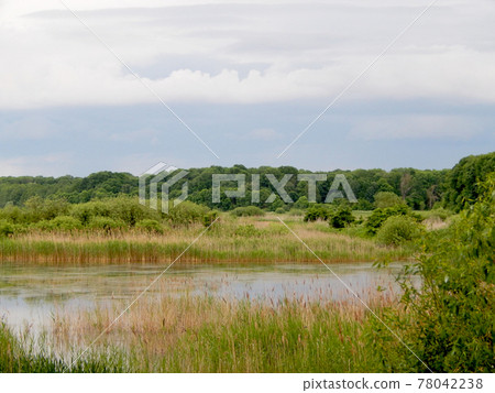 A lake with banks overgrown with reeds and a dark forest on the horizon. 78042238