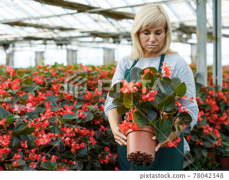 Woman florist in apron gardening red begonia plants in pots in greenhouse Woman florist in apron gardening red begonia plants in pots in greenhouse 78042348