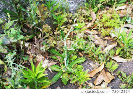 Usbenichichikusa Usbenichichikusa 78042364