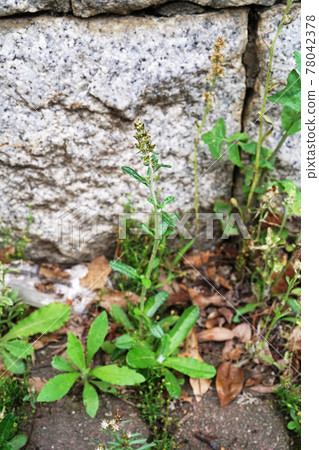 Usbenichichikusa 78042378