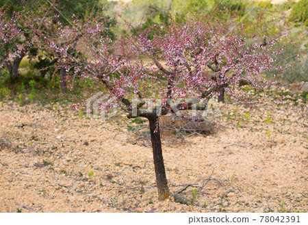 Isolated almond tree Isolated almond tree 78042391