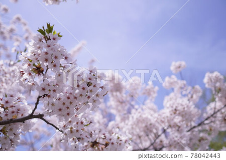 Sakura no Hana Spring image Sakura no Hana Spring image 78042443