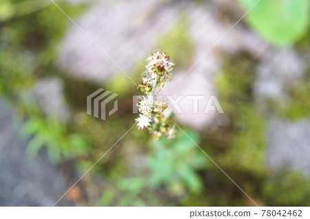 花椒梨 花椒梨 78042462