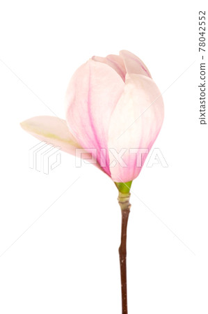 Magnolia flower isolated on white background. Beautiful spring flowers. 78042552