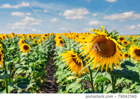 Scenic booming rows of green yellow sunflowers plants plantation field meadow against clear cloudy blue sky horizon on bright sunny day. Nature country rural agricultural landscape Scenic booming rows of green yellow sunflowers plants plantation field meadow against clear cloudy blue sky horizon on bright sunny day. Nature country rural agricultural landscape 78042560