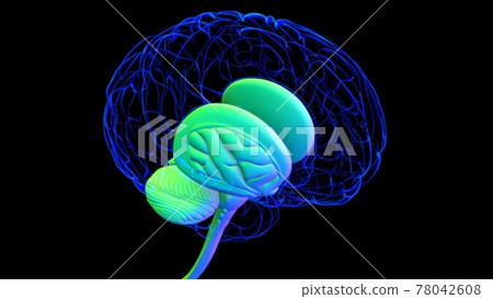 Human Brain Anatomy For Medical Concept 3D Human Brain Anatomy For Medical Concept 3D 78042608