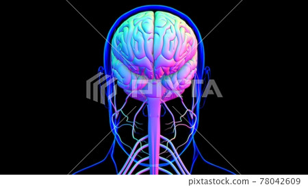 Human Brain Anatomy For Medical Concept 3D Human Brain Anatomy For Medical Concept 3D 78042609