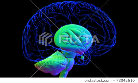 Human Brain Anatomy For Medical Concept 3D Human Brain Anatomy For Medical Concept 3D 78042610