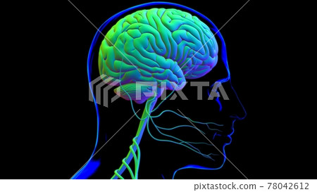 Human Brain Anatomy For Medical Concept 3D 78042612