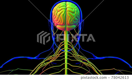 Human Brain Anatomy For Medical Concept 3D Human Brain Anatomy For Medical Concept 3D 78042613