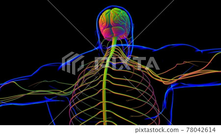 Human Brain Anatomy For Medical Concept 3D Human Brain Anatomy For Medical Concept 3D 78042614