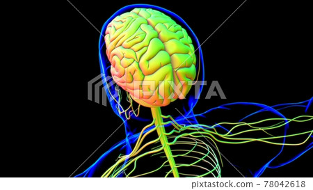 Human Brain Anatomy For Medical Concept 3D Human Brain Anatomy For Medical Concept 3D 78042618