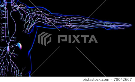 Human Lymph Nodes Anatomy For Medical Concept 3D Rendering Human Lymph Nodes Anatomy For Medical Concept 3D Rendering 78042667