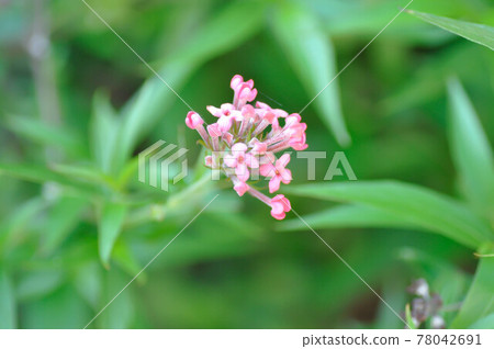 Panama Rose ,Arachnothryx leucophylla 78042691