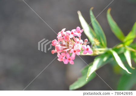 Panama Rose ,Arachnothryx leucophylla 78042695