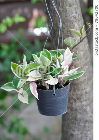 hoya, hoya carnosa or hoya carnosa pink 78042700