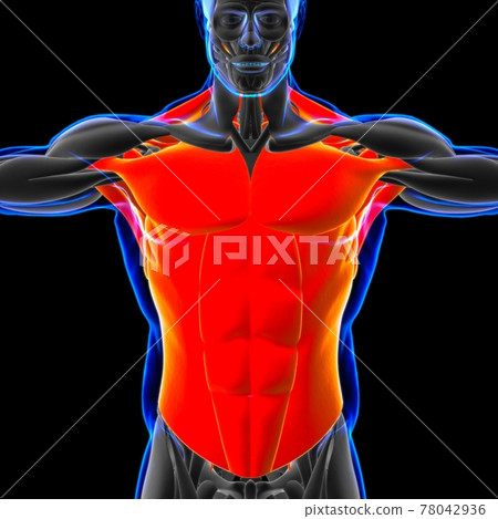 Torso Muscle Anatomy For Medical Concept 3D Illustration 78042936