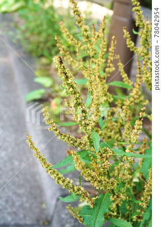 Ezonogishishi 78042954