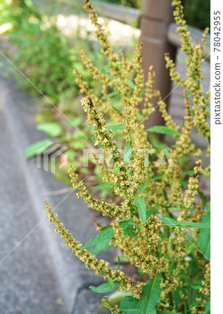 Ezonogishishi 78042955