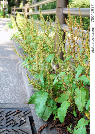 Ezonogishishi 78042957