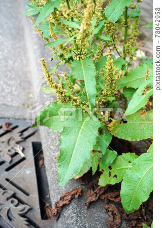 Ezonogishishi 78042958