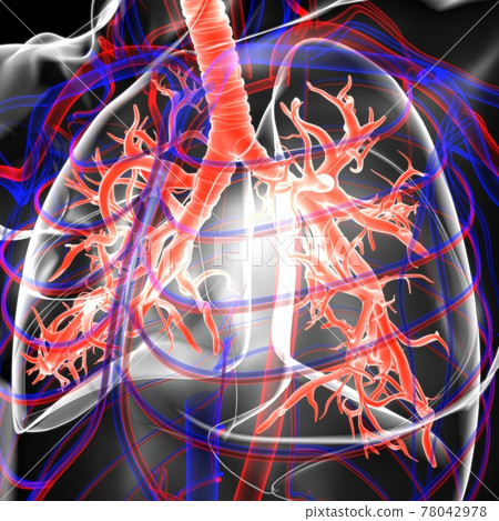 Lungs Human Respiratory System Anatomy For Medical Concept 3D Rendering 78042978