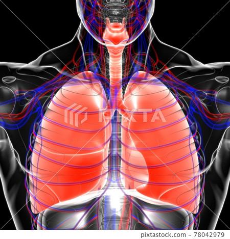 Lungs Human Respiratory System Anatomy For Medical Concept 3D Rendering 78042979