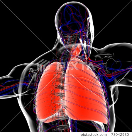Lungs Human Respiratory System Anatomy For Medical Concept 3D Rendering 78042980