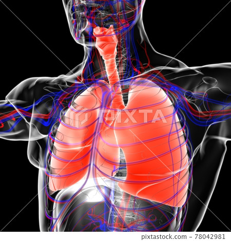 Lungs Human Respiratory System Anatomy For Medical Concept 3D Rendering 78042981