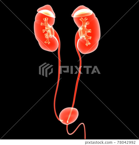 Human Urinary System Kidneys with Bladder Anatomy For Medical Concept 3D Human Urinary System Kidneys with Bladder Anatomy For Medical Concept 3D 78042992