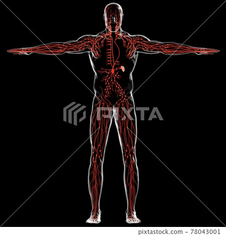 Human Lymph Nodes Anatomy For Medical Concept 3D Rendering 78043001