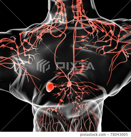 Human Lymph Nodes Anatomy For Medical Concept 3D Rendering Human Lymph Nodes Anatomy For Medical Concept 3D Rendering 78043005