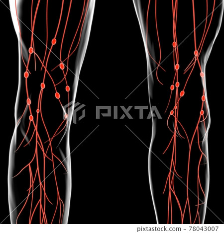 Human Lymph Nodes Anatomy For Medical Concept 3D Rendering Human Lymph Nodes Anatomy For Medical Concept 3D Rendering 78043007