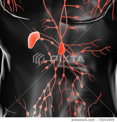 Human Lymph Nodes Anatomy For Medical Concept 3D Rendering Human Lymph Nodes Anatomy For Medical Concept 3D Rendering 78043009