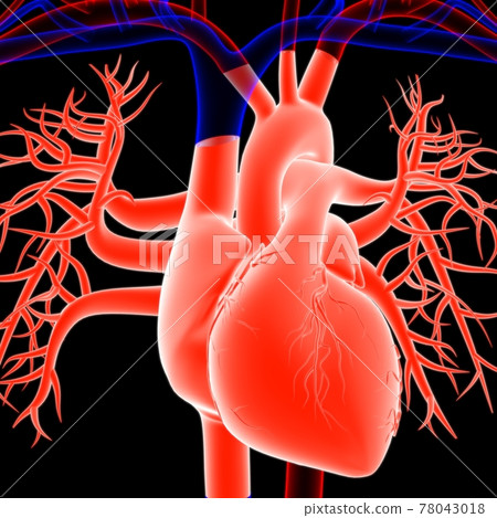 Human Heart Anatomy For Medical Concept 3D Rendering 78043018