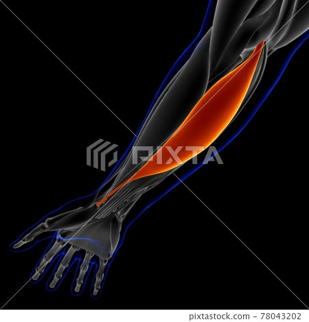 Flexor Carpi Radialis Muscle Anatomy For Medical Concept 3D Illustration Flexor Carpi Radialis Muscle Anatomy For Medical Concept 3D Illustration 78043202